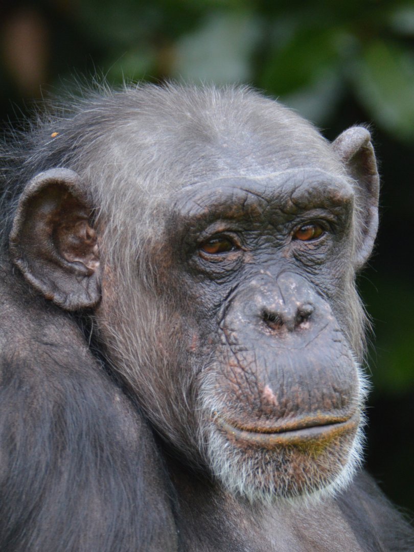 Chimpanzee Chrissie