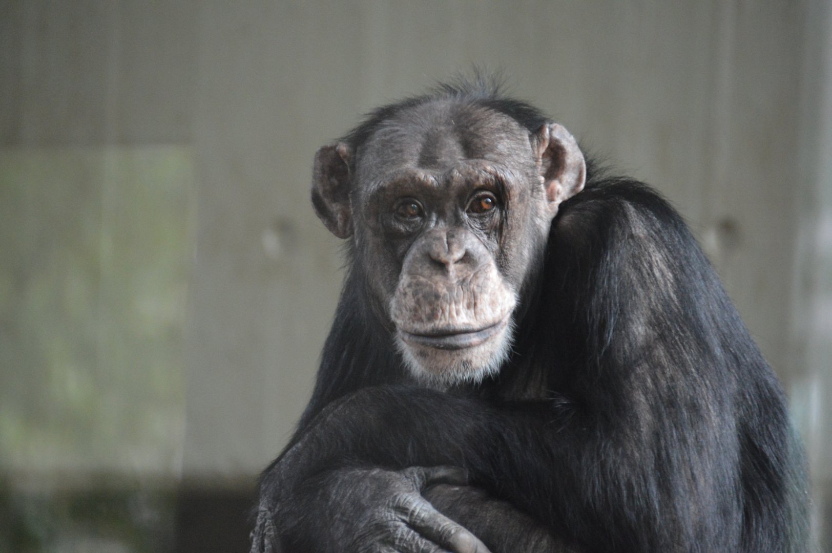 Chimpanzee Cindy
