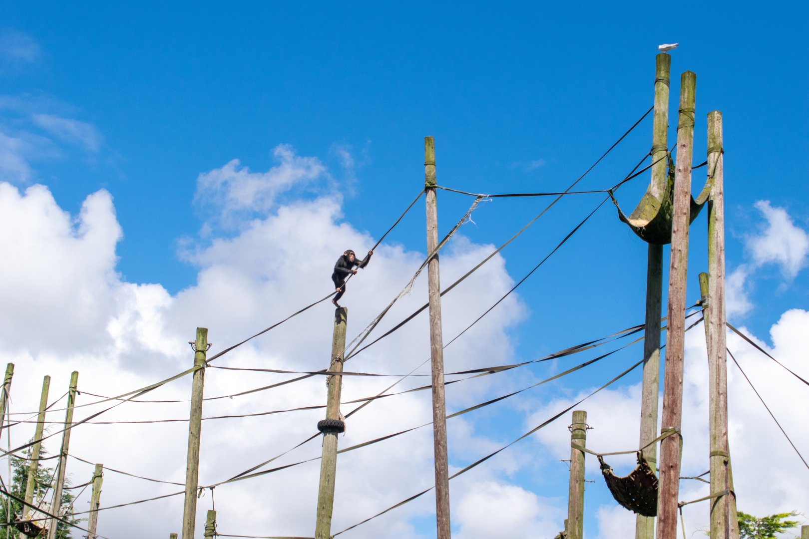 Chimpanzee Climbing Frame