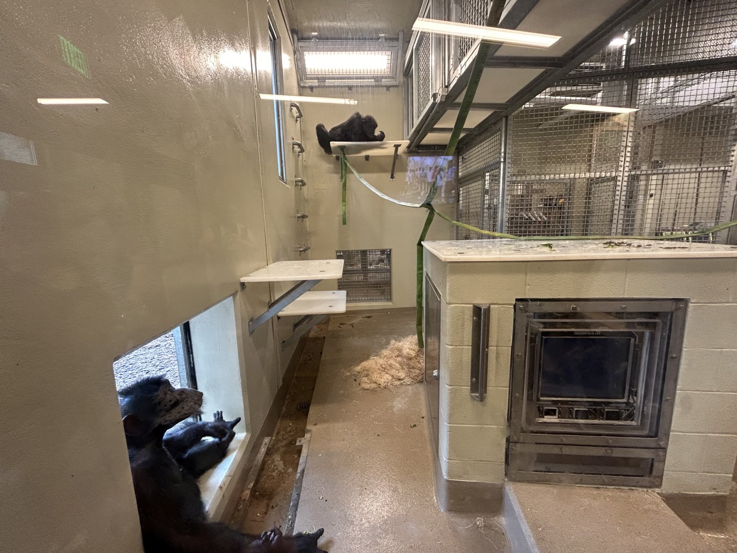 Chimpanzee Cognition Center Bedrooms - International Chimpanzee Complex