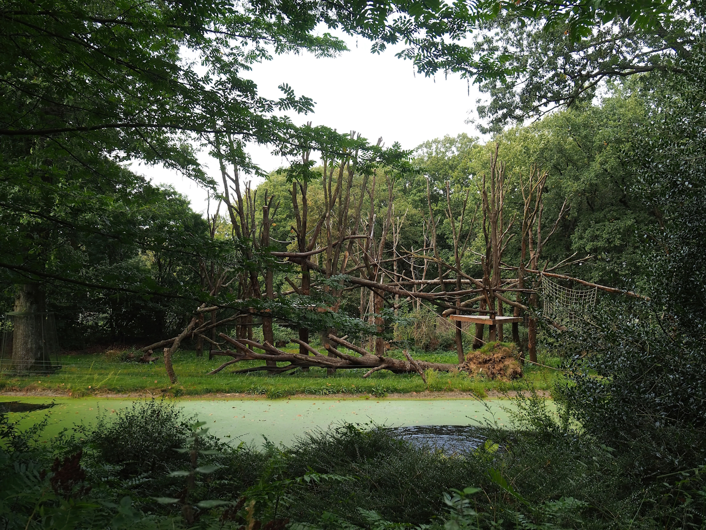 Chimpanzee colony, 2023-10-07