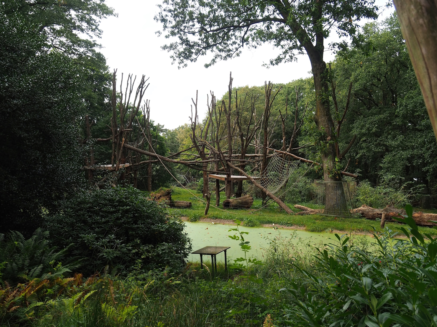 Chimpanzee colony, 2023-10-07