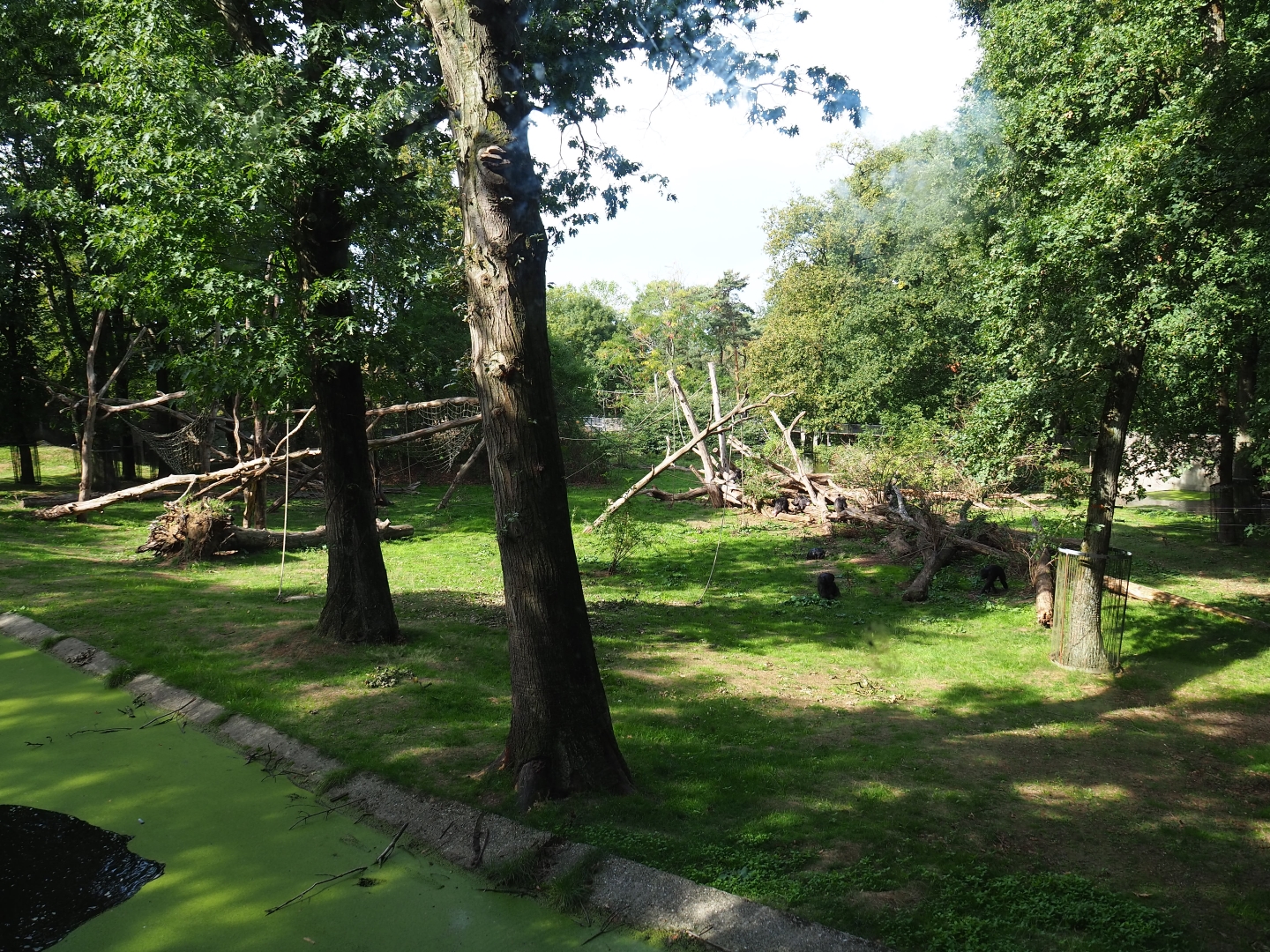 Chimpanzee colony (Sep 16th, 2018)