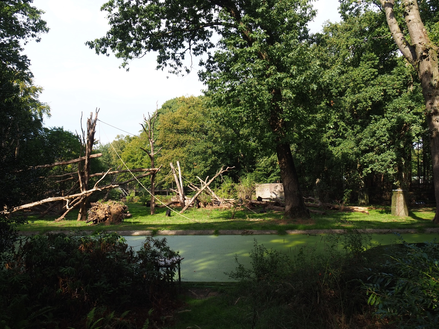 Chimpanzee colony (Sep 16th, 2018)