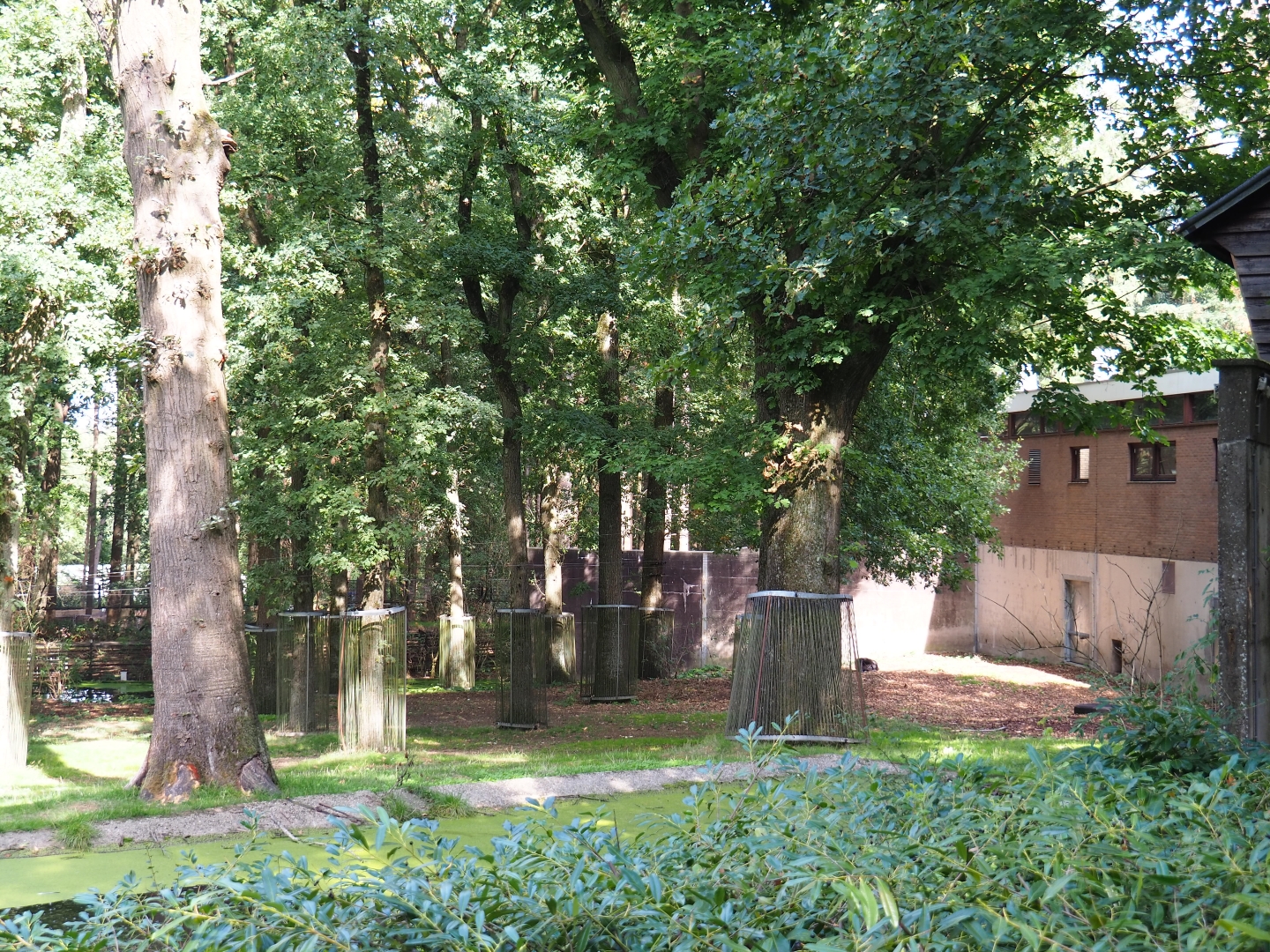 Chimpanzee colony with the ape house in the back (Sep 16th, 2018)
