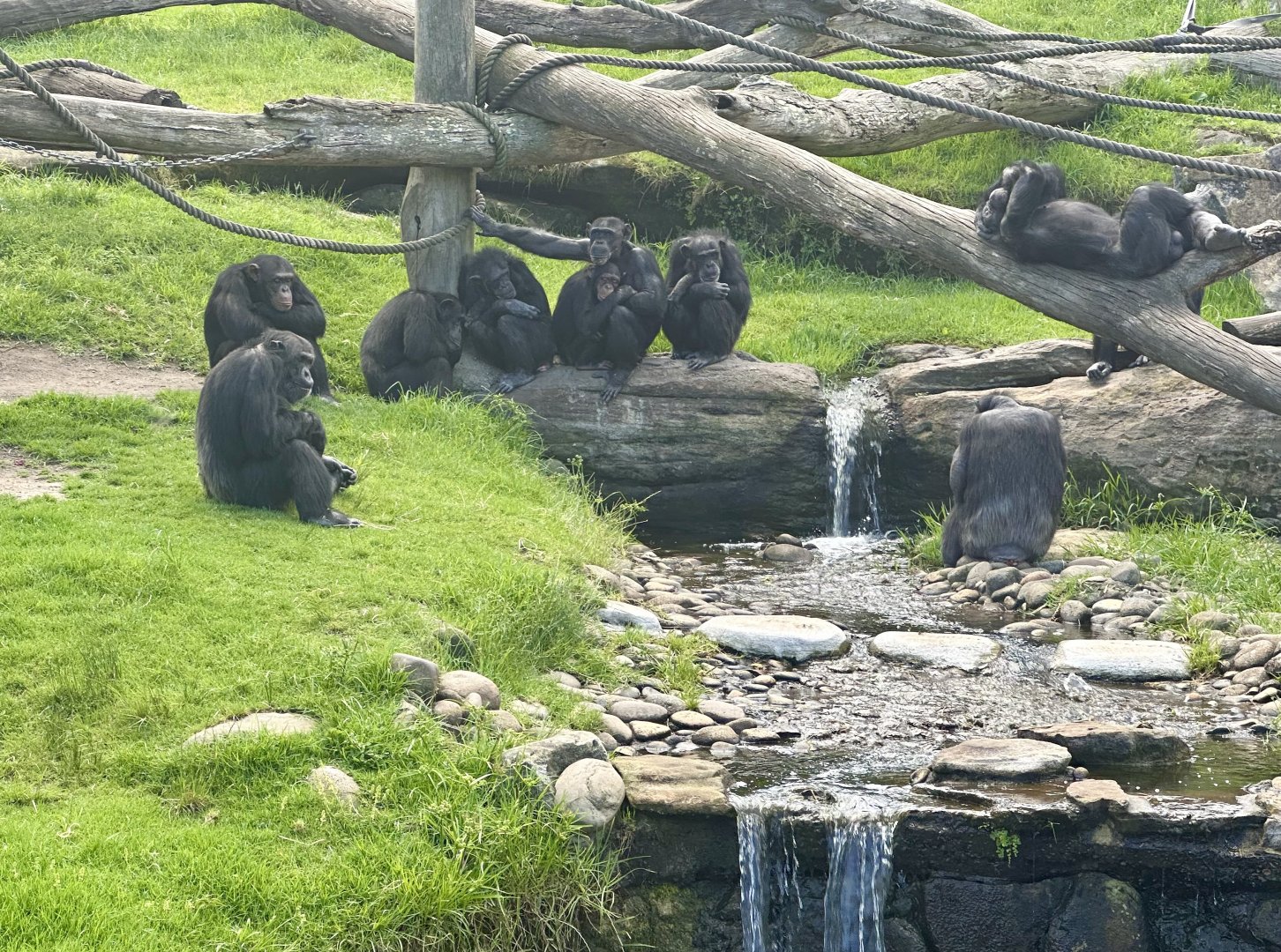 Chimpanzee Community