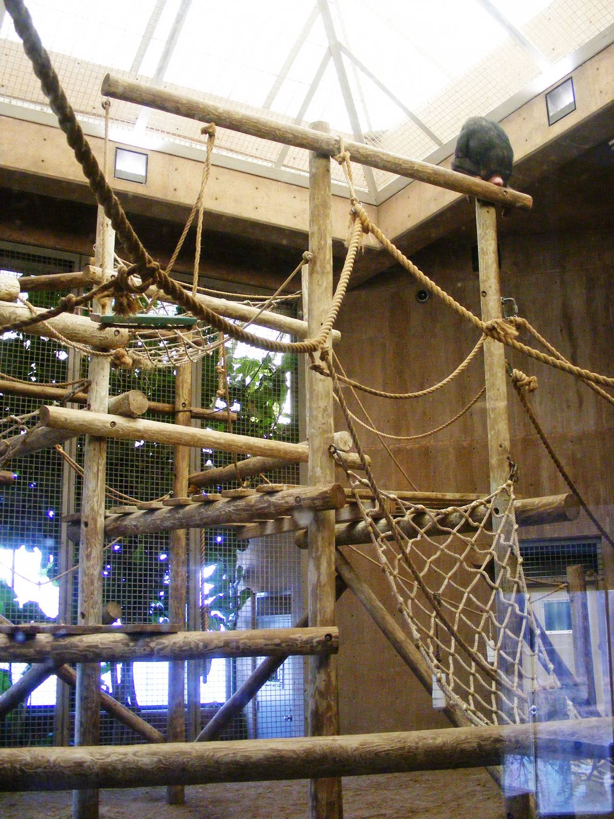 Chimpanzee Connection interior