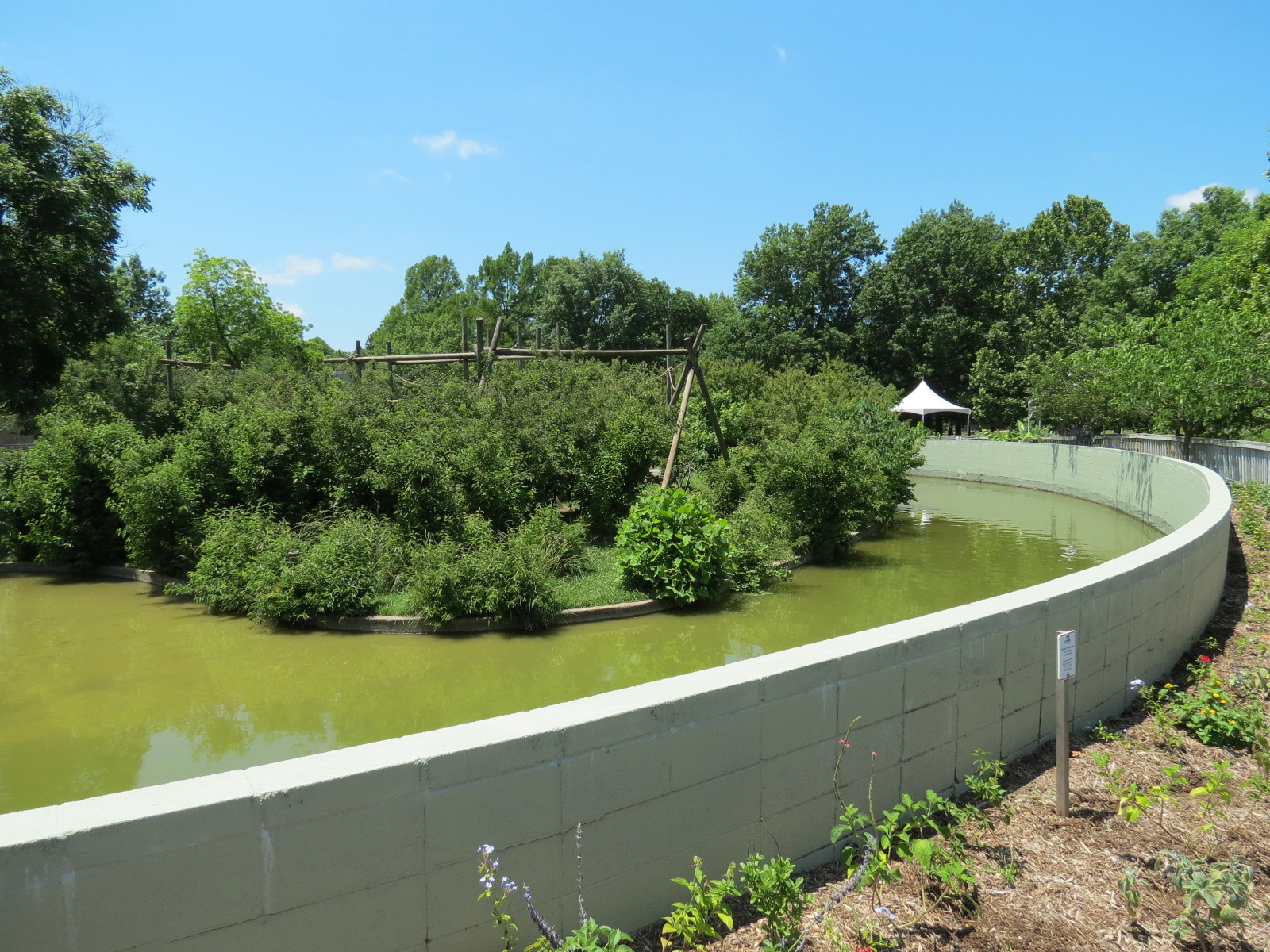 Chimpanzee Connection - Outdoor Exhibit