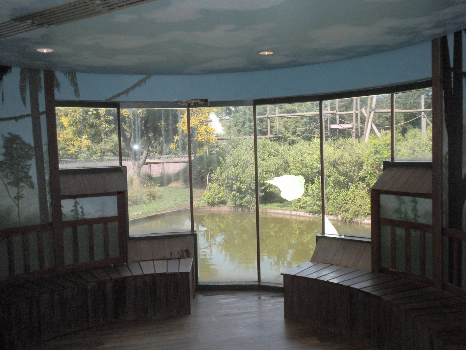 Chimpanzee Connection