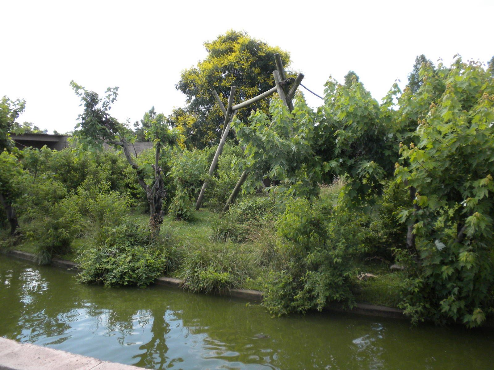 Chimpanzee Connection