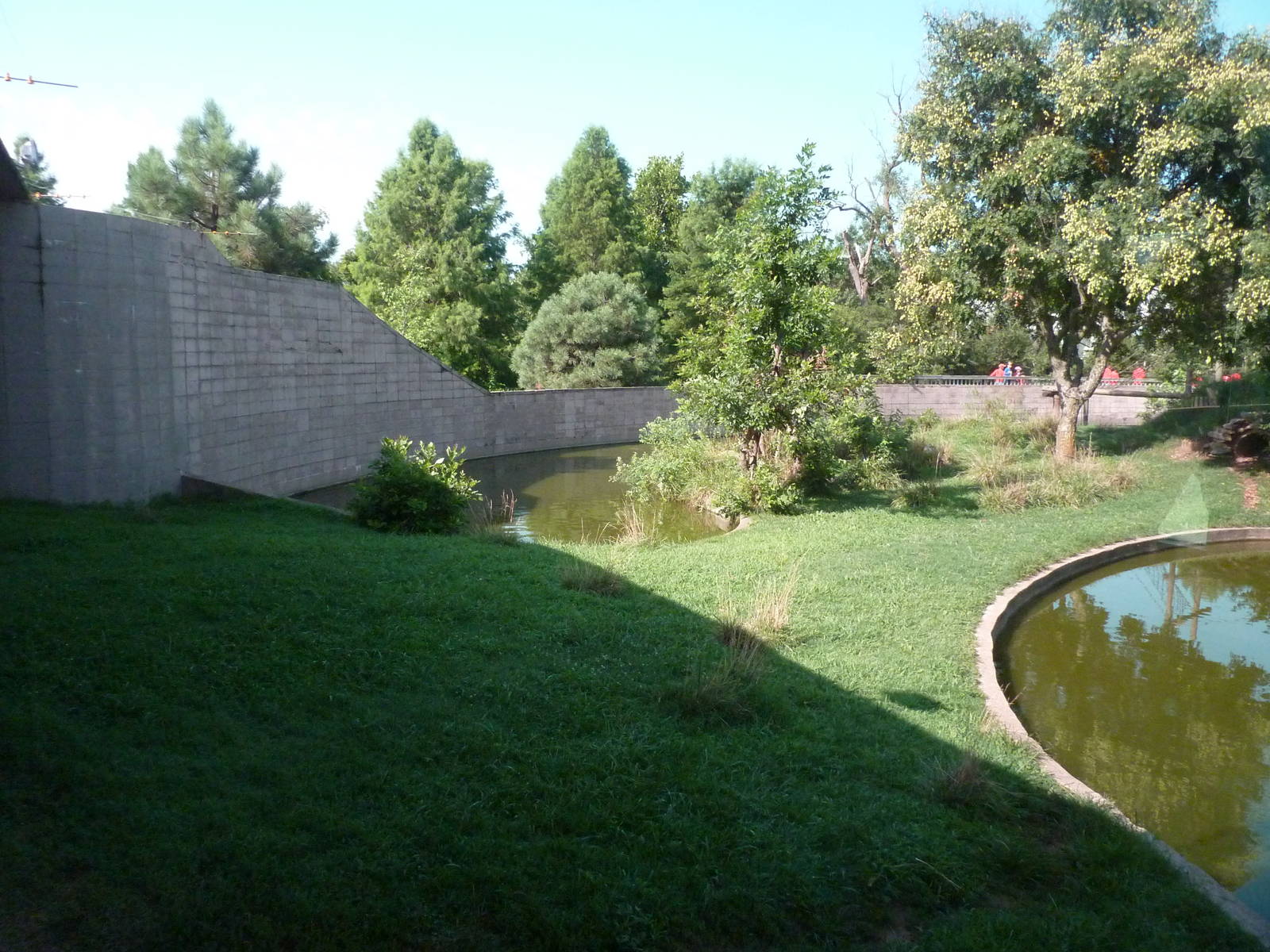 Chimpanzee Connection