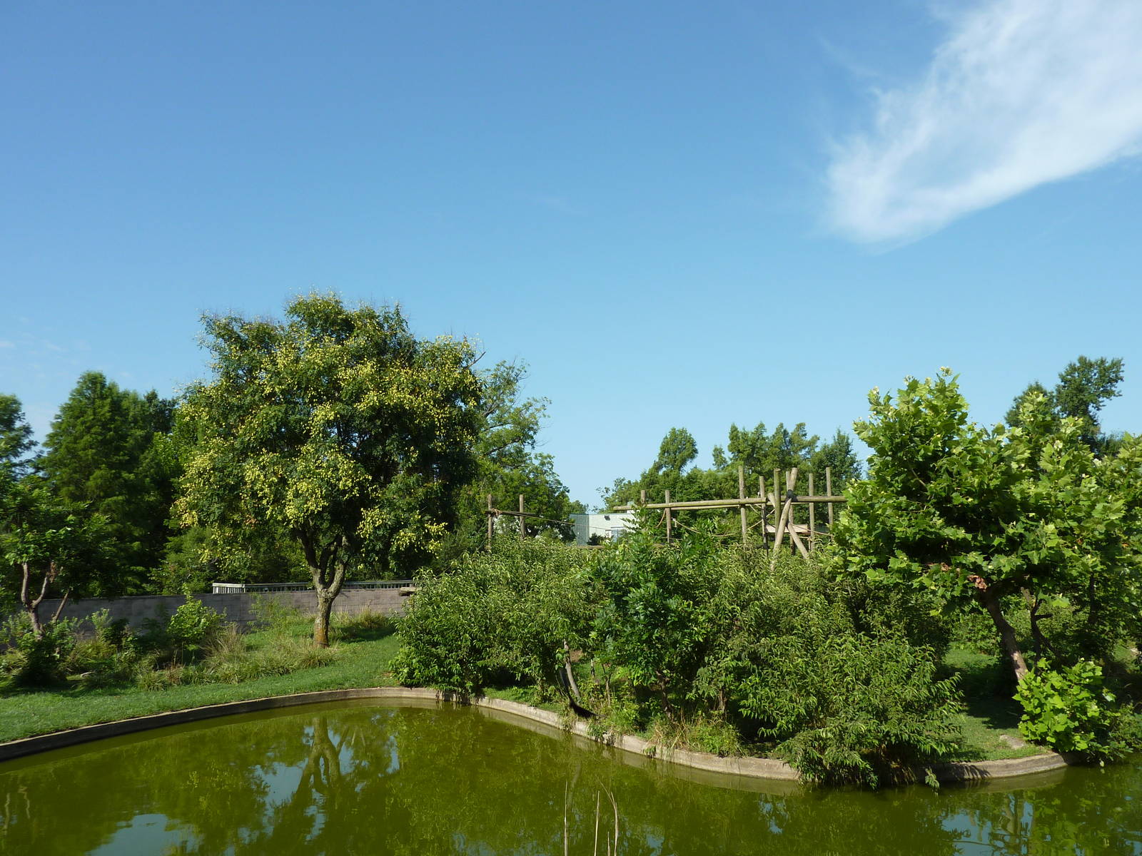 Chimpanzee Connection