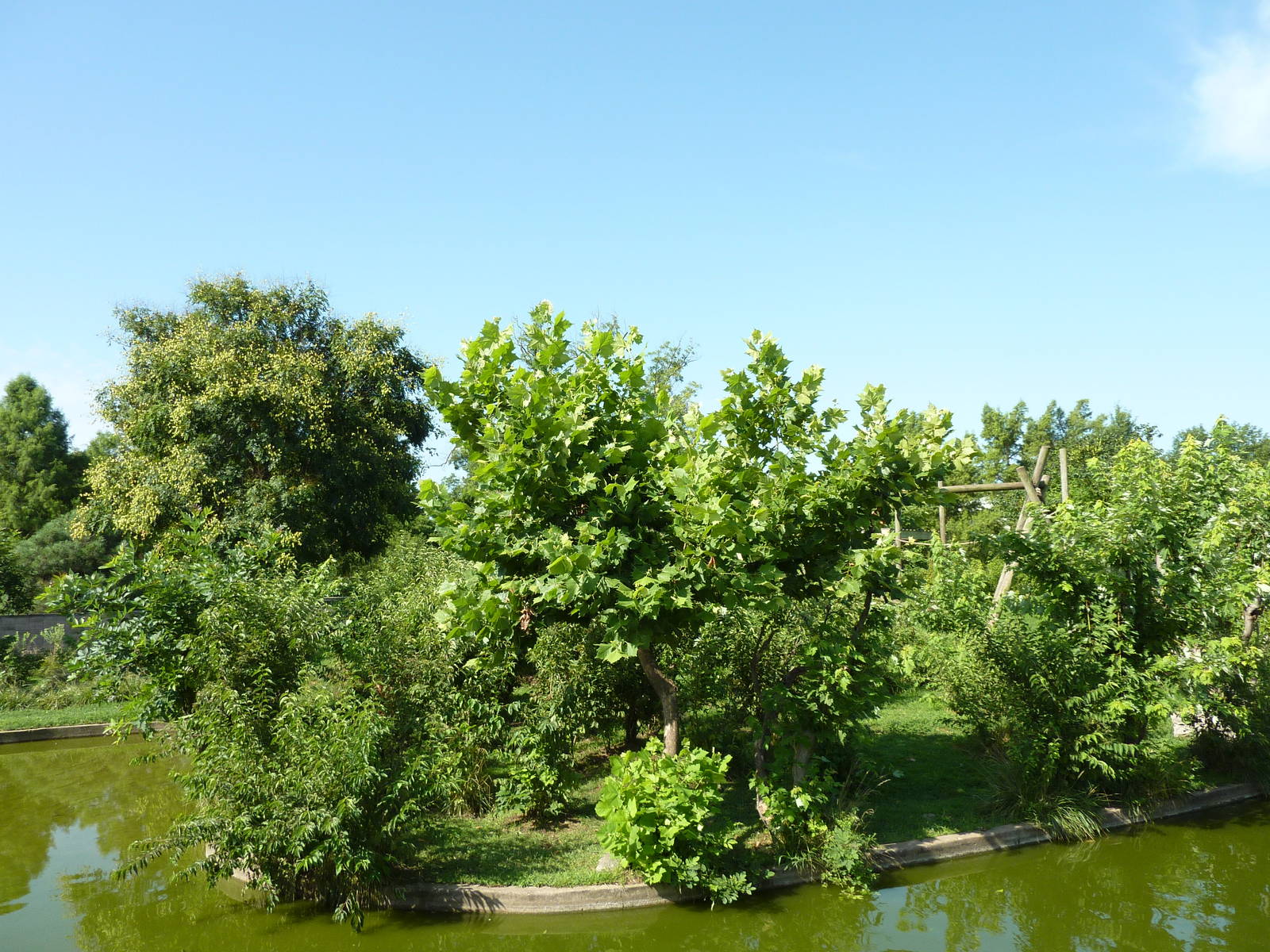 Chimpanzee Connection