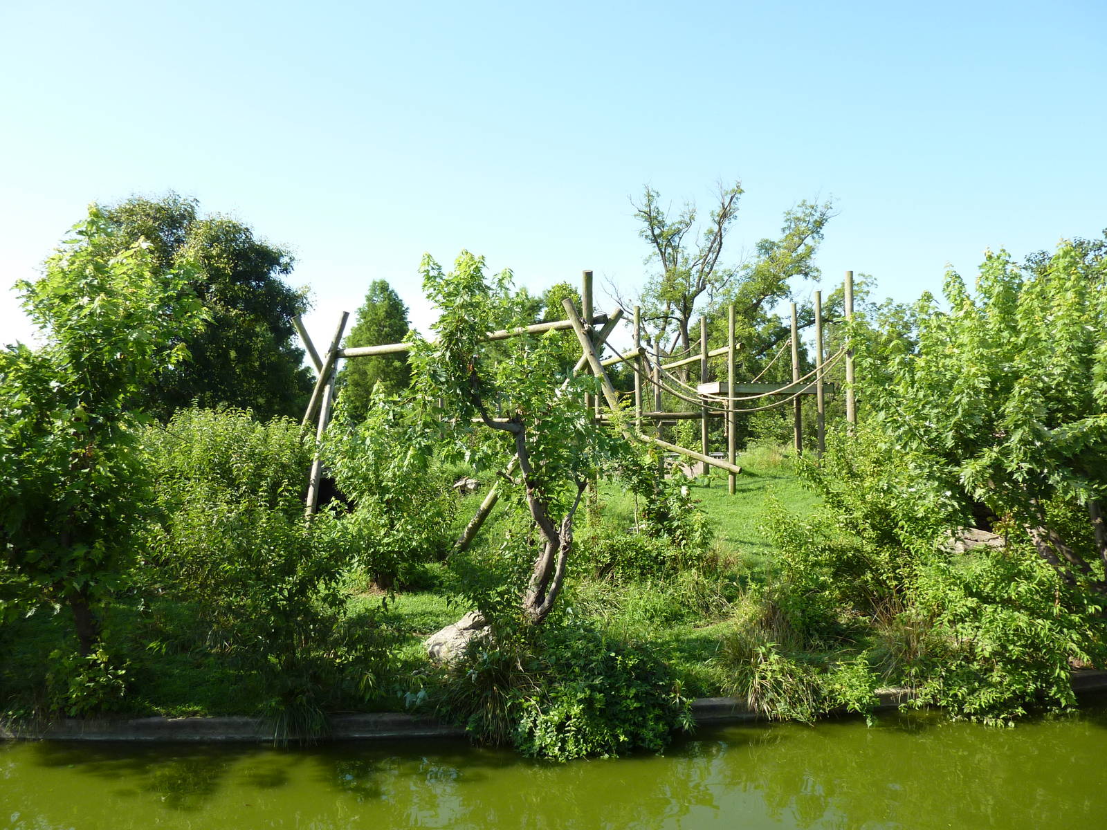 Chimpanzee Connection