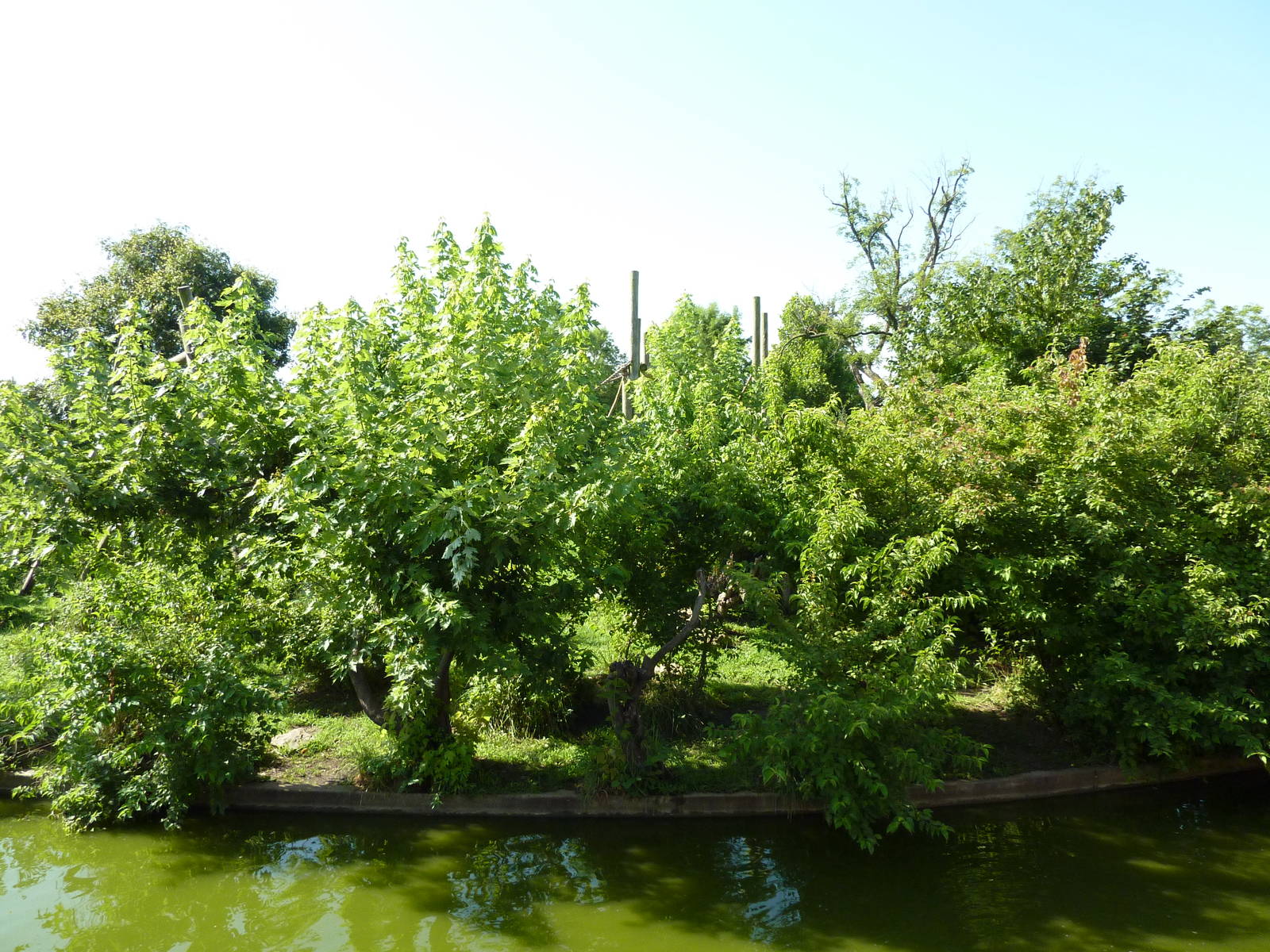 Chimpanzee Connection