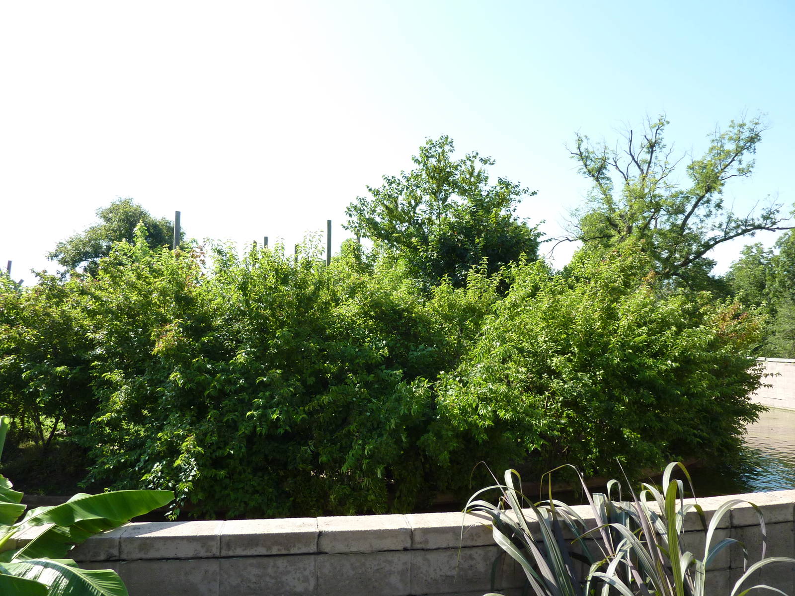 Chimpanzee Connection