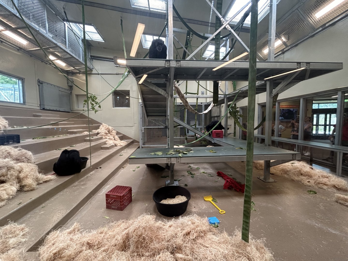 Chimpanzee Culture Center - International Chimpanzee Complex