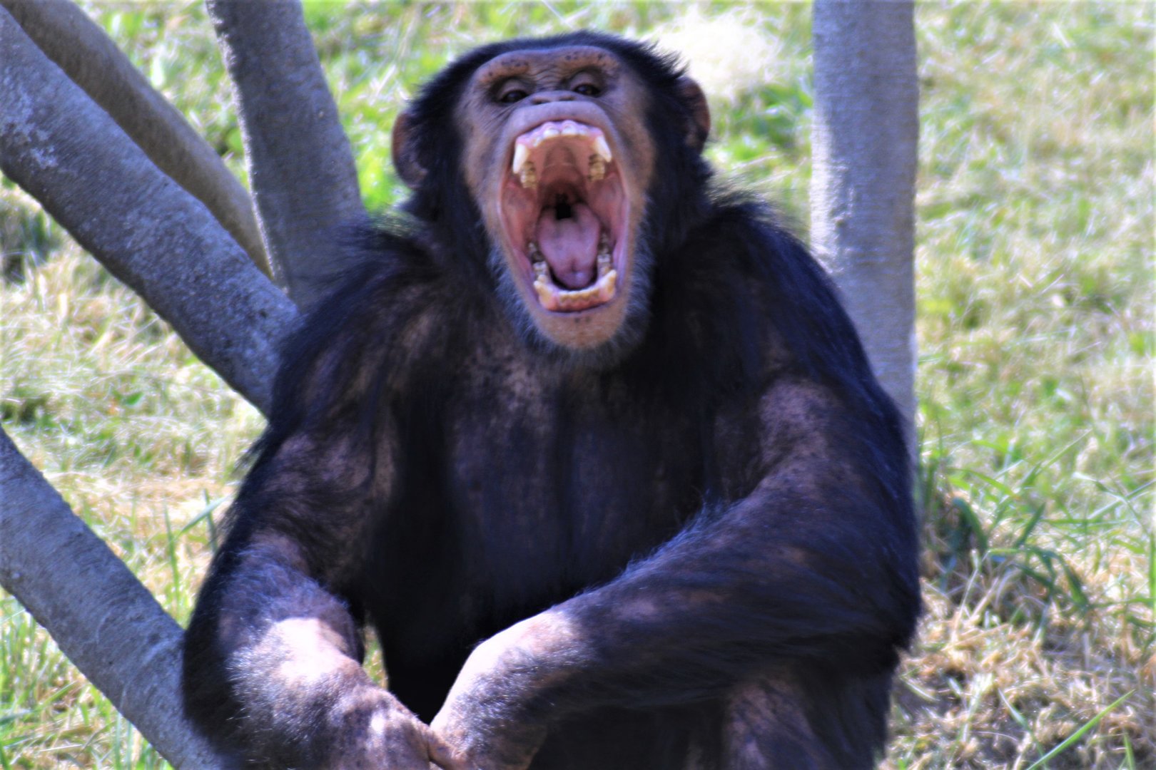 Chimpanzee, Detroit Zoo