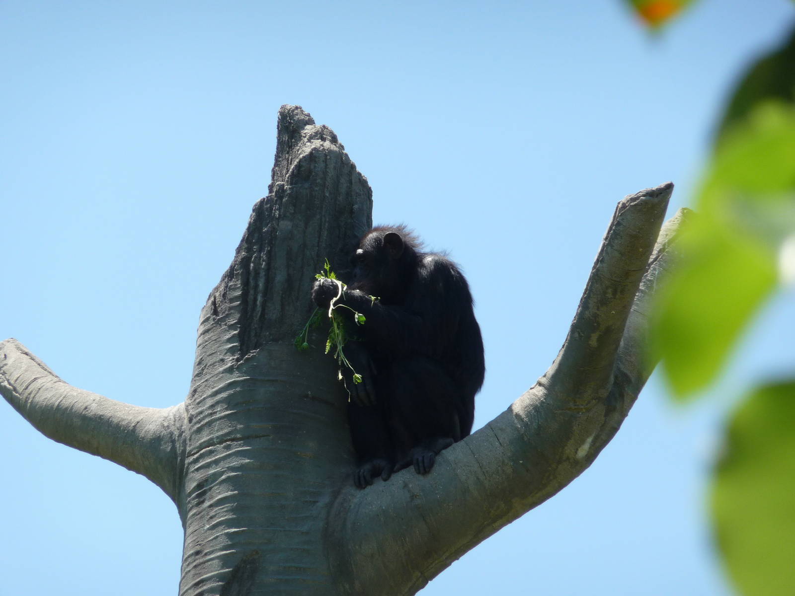 Chimpanzee - Detroit Zoo