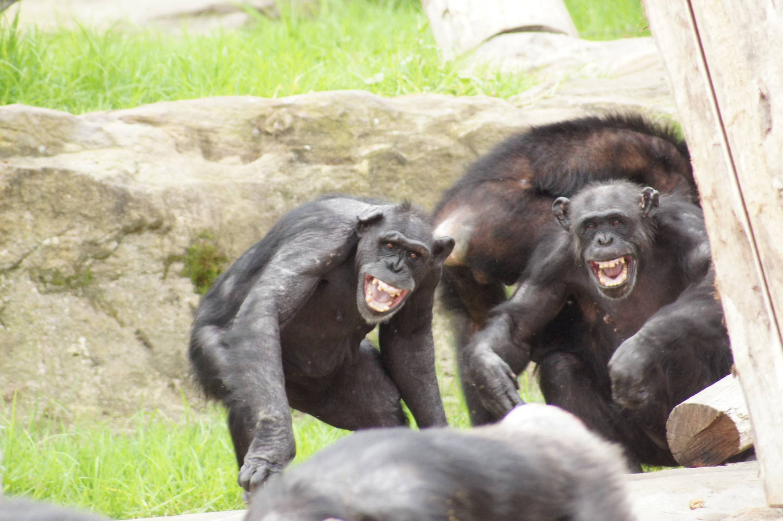 Chimpanzee Disagreement