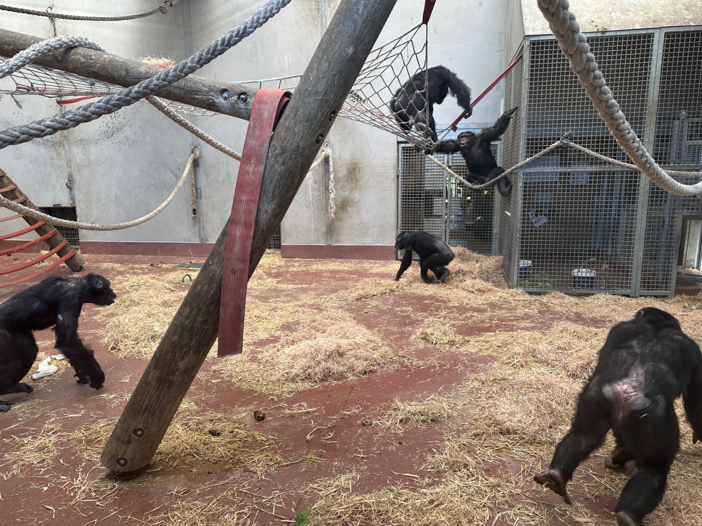 Chimpanzee - Display