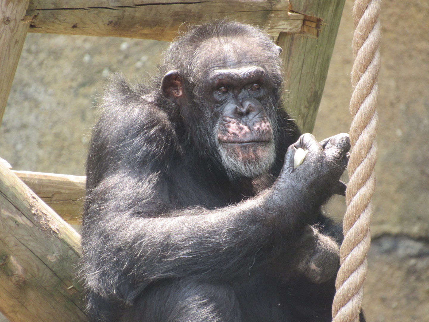 Chimpanzee Donnie - 6/18/23