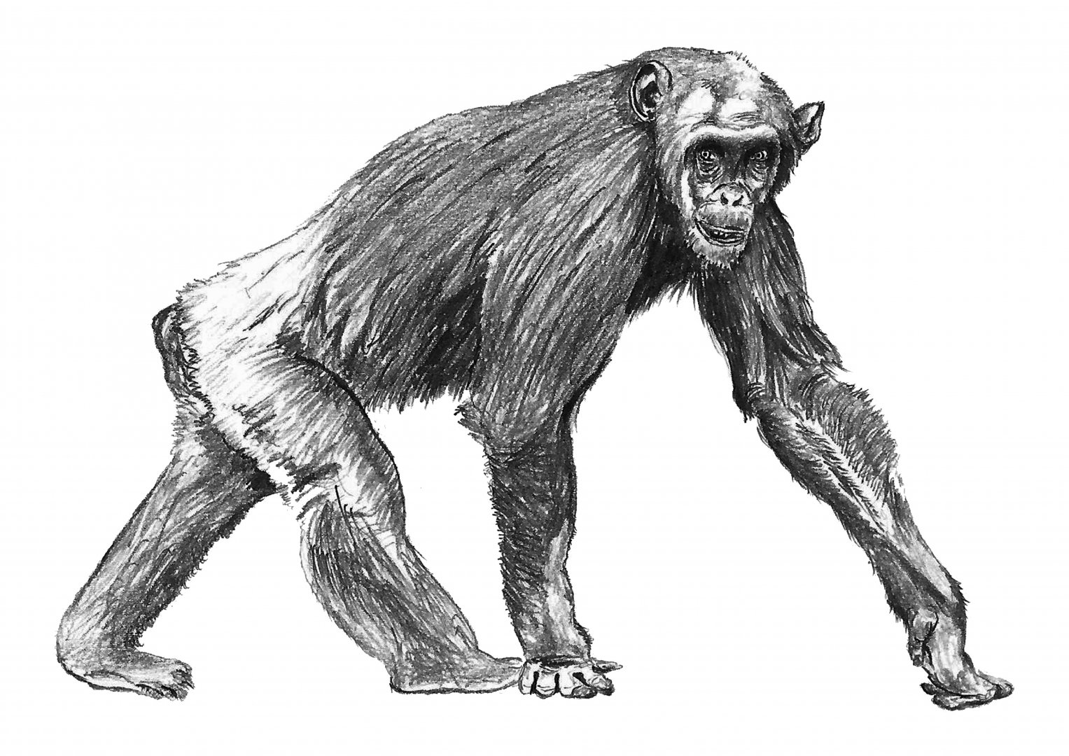 Chimpanzee drawing