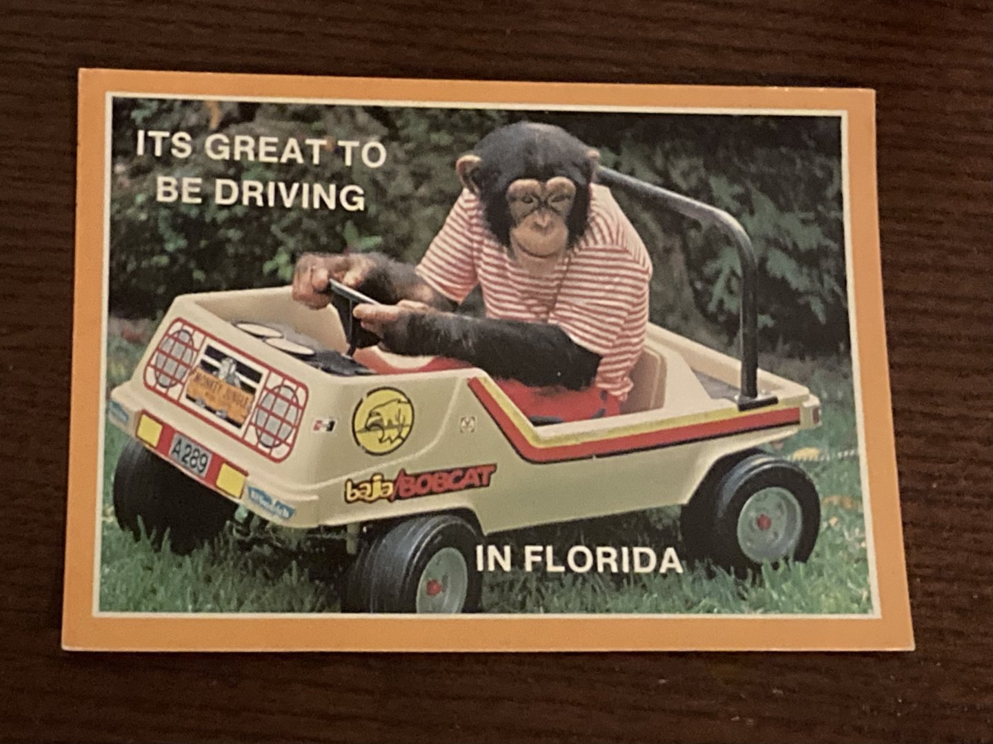 Chimpanzee Driving Car Postcard (1980s)