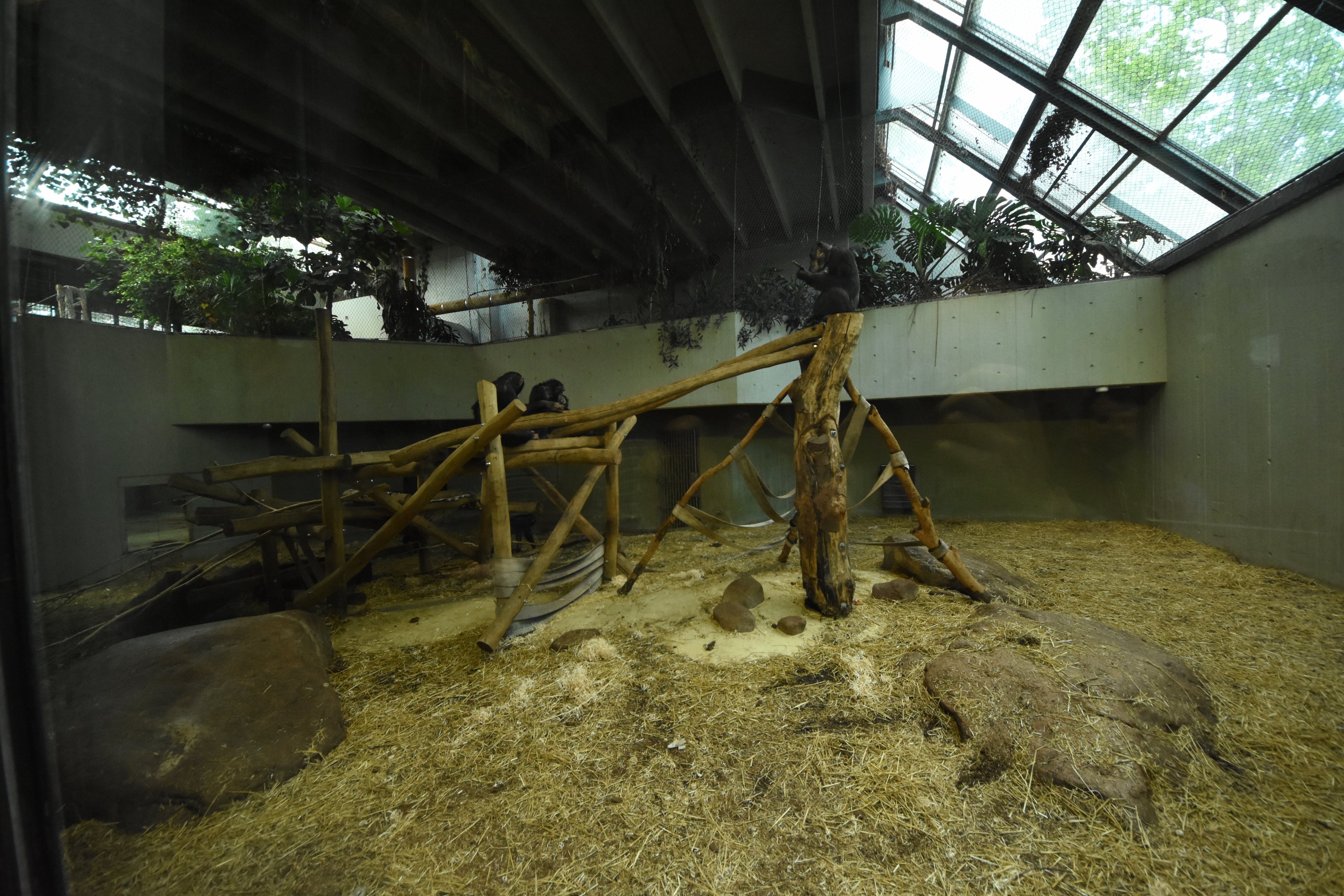 Chimpanzee enclosure 1