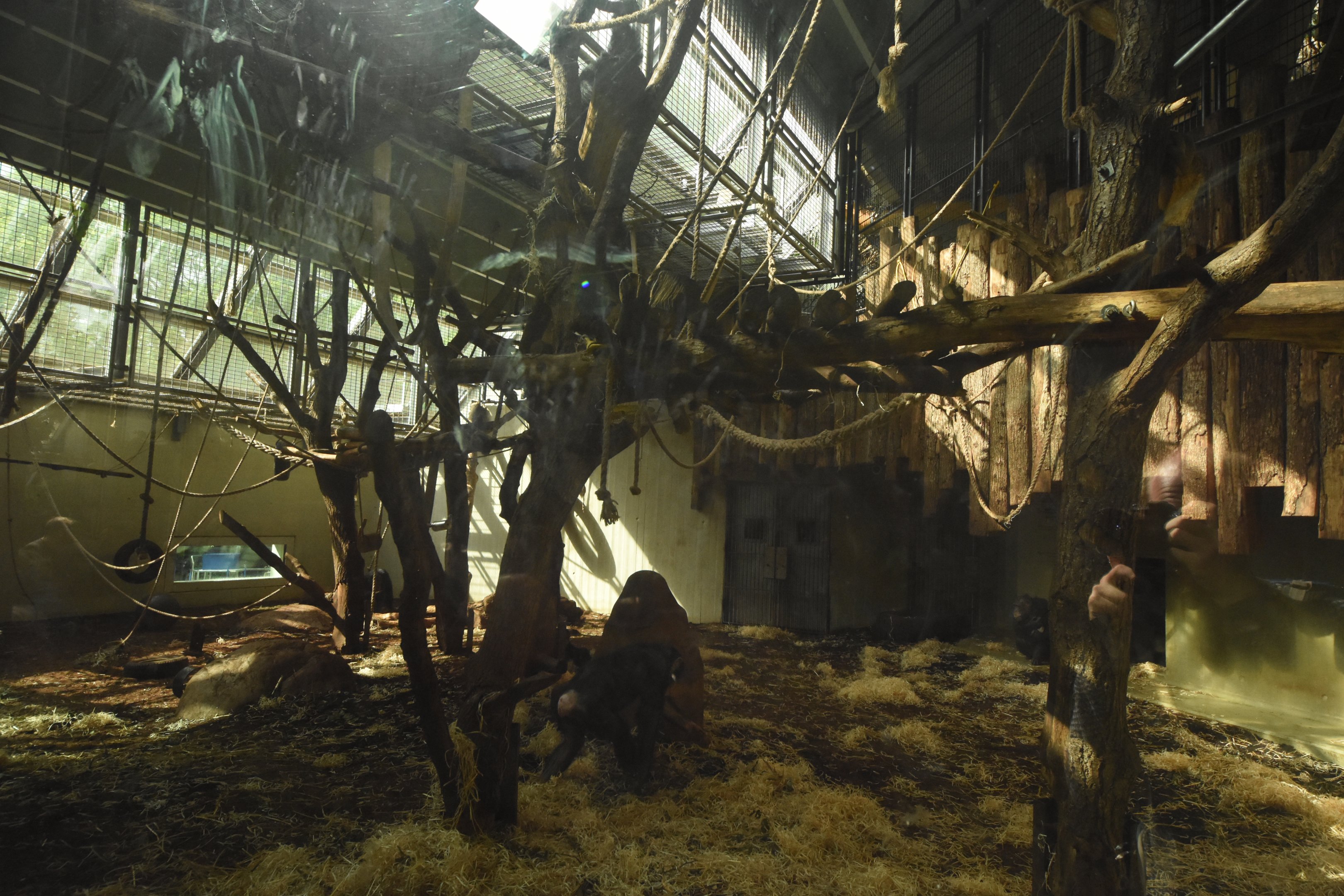 Chimpanzee enclosure 2