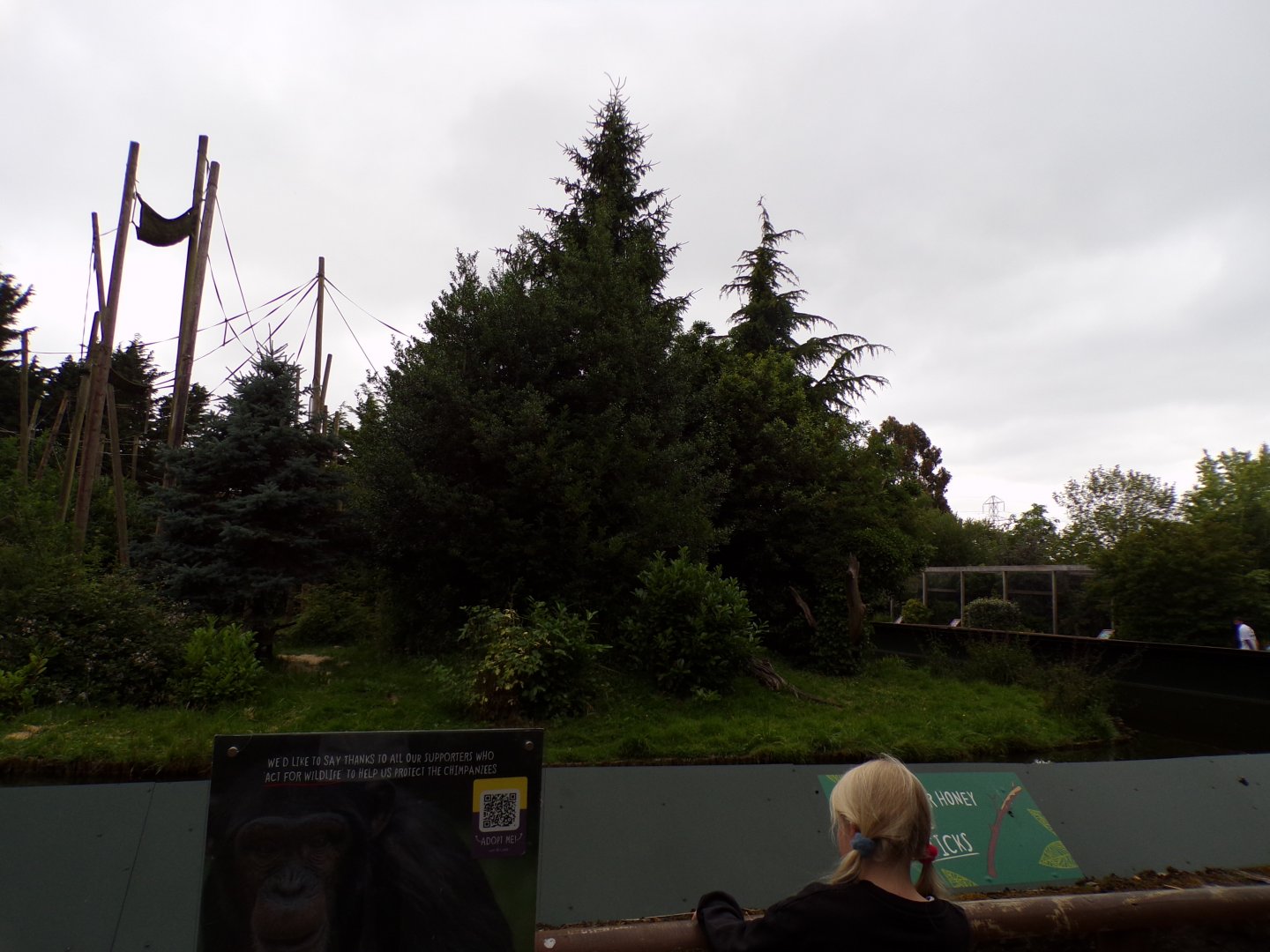 Chimpanzee enclosure 29.6.24