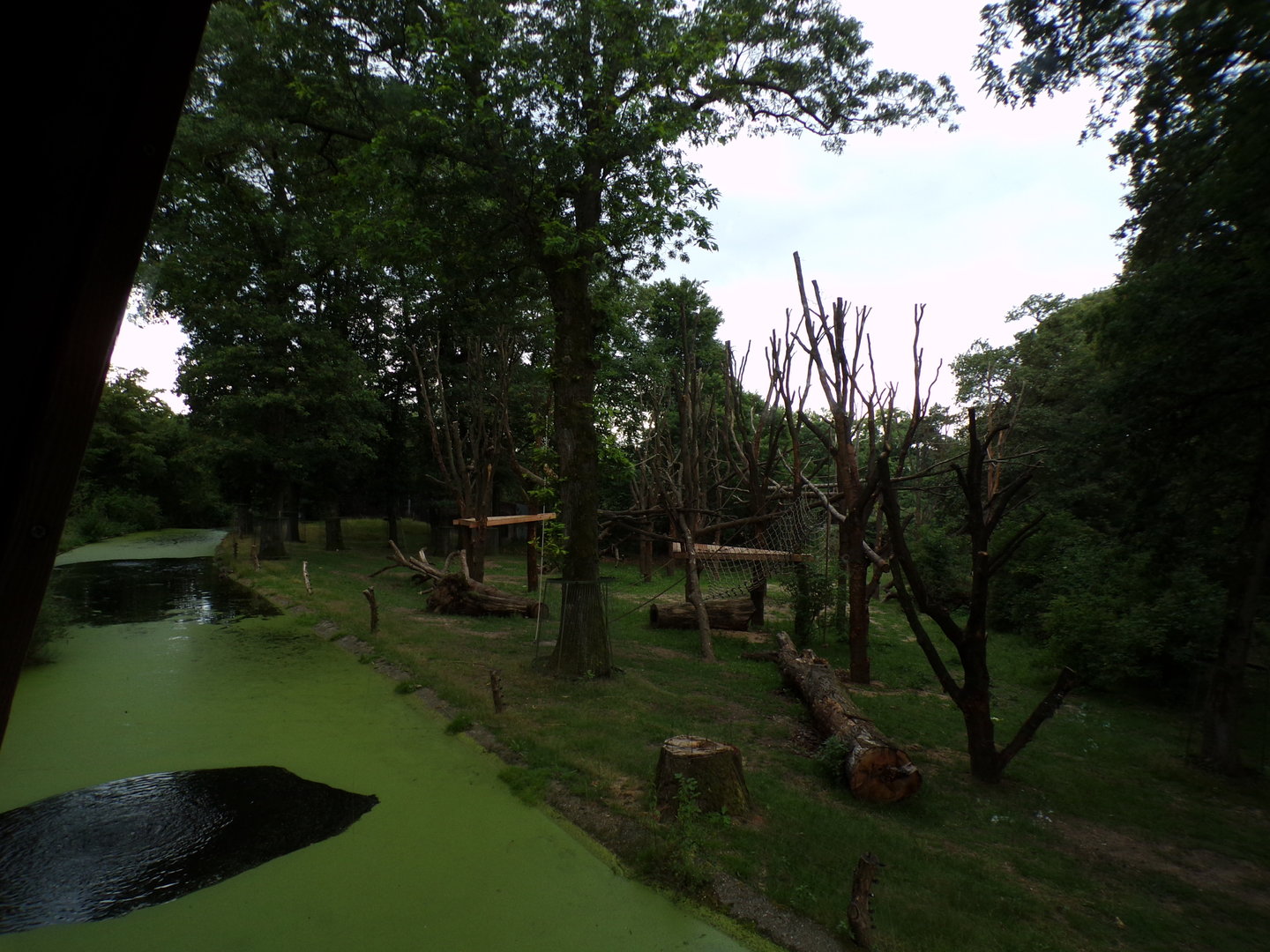 Chimpanzee enclosure 6.7.23