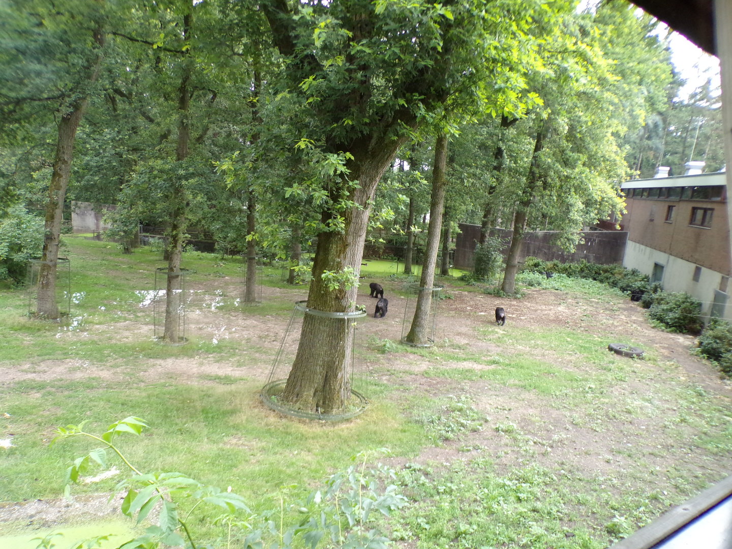 Chimpanzee enclosure 6.7.23