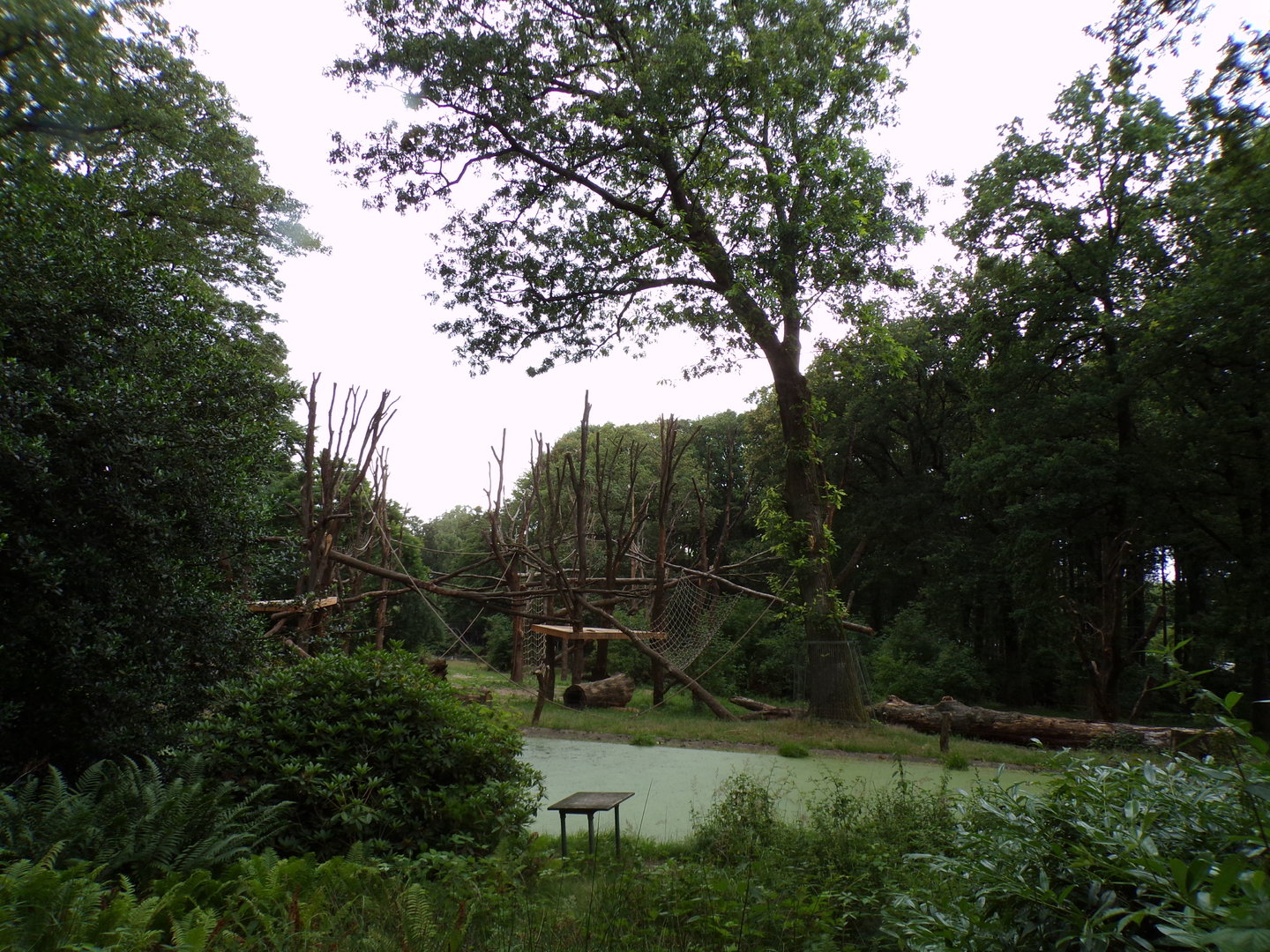 Chimpanzee enclosure 6.7.23