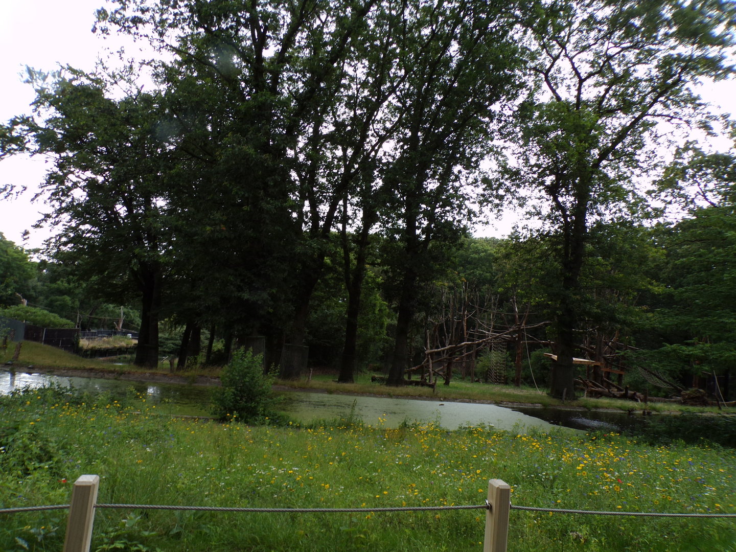 Chimpanzee enclosure 6.7.23