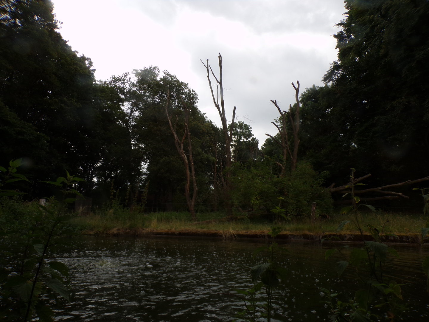 Chimpanzee enclosure 6.7.23