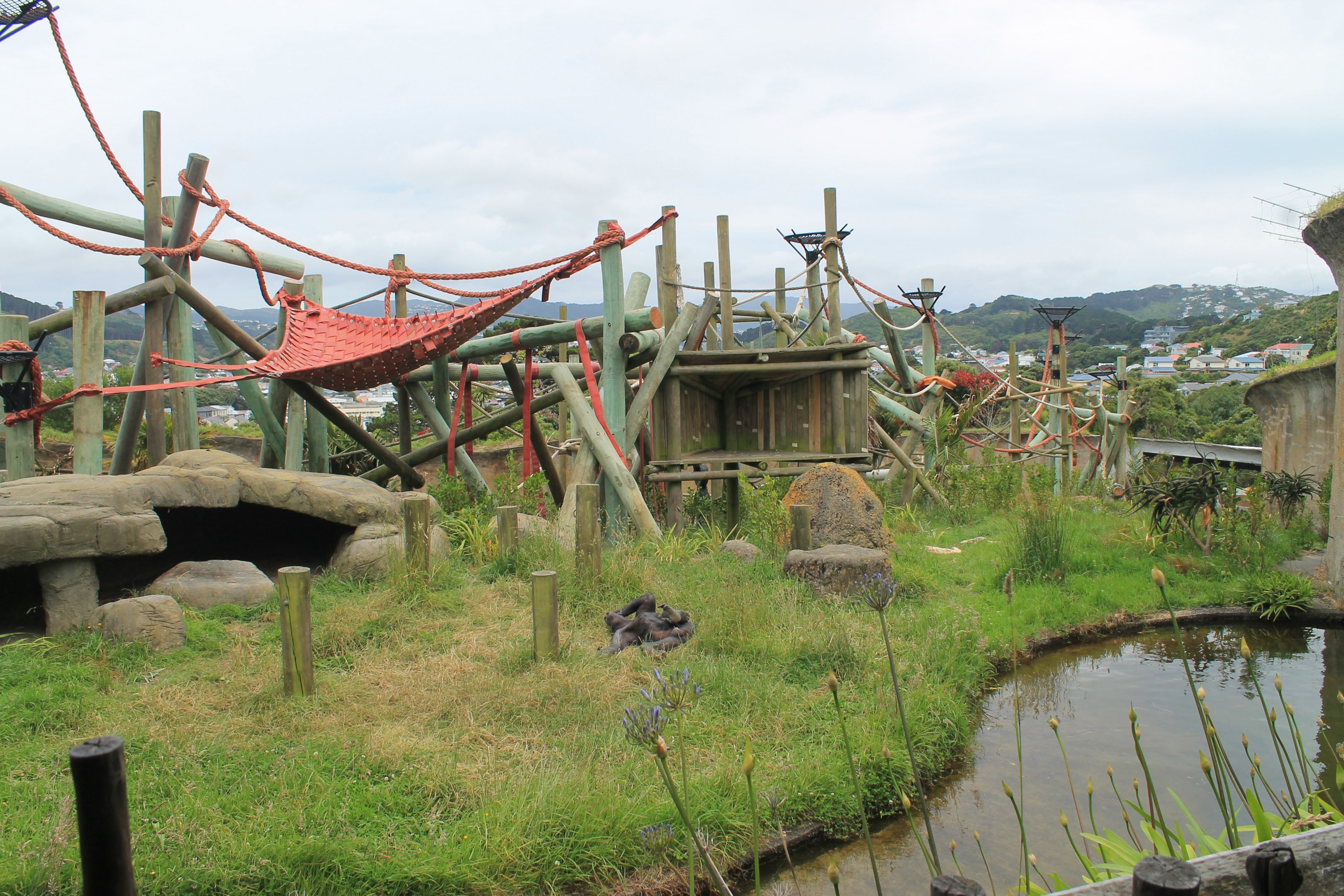 Chimpanzee enclosure after redevelopment