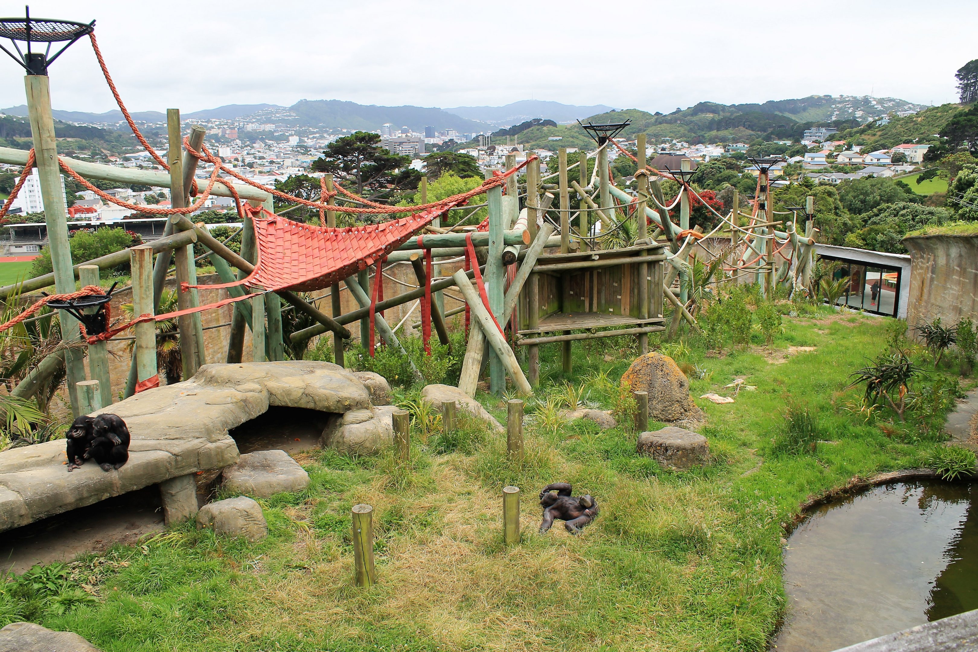 Chimpanzee enclosure after redevelopment