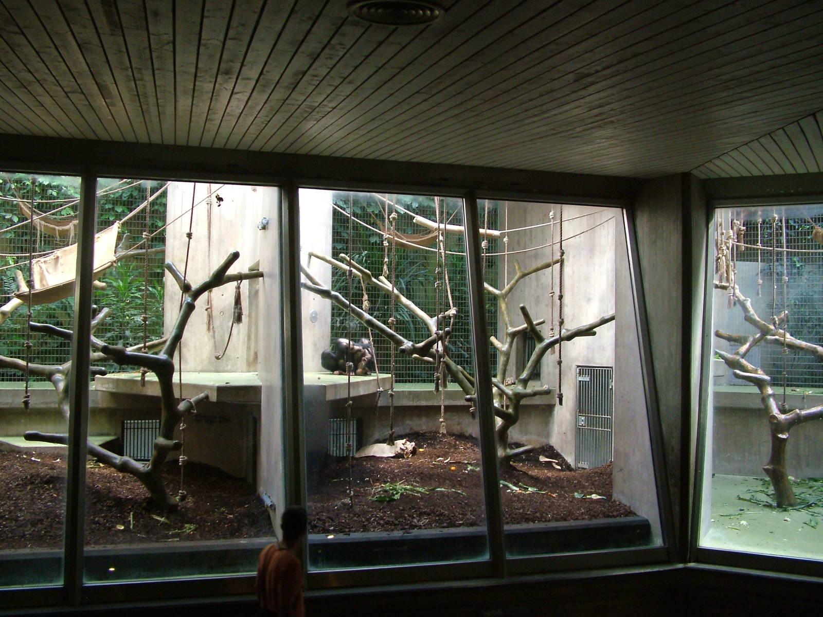 Chimpanzee enclosure at Basel Zoo 30/08/09