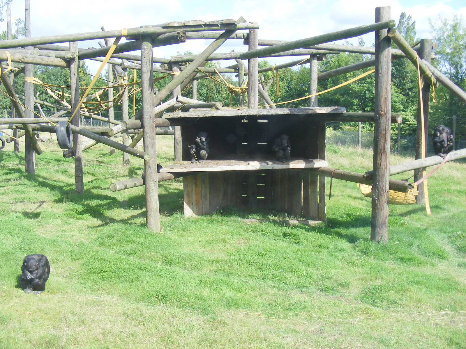 Chimpanzee enclosure at Dudley Zoo, 28 August 2010