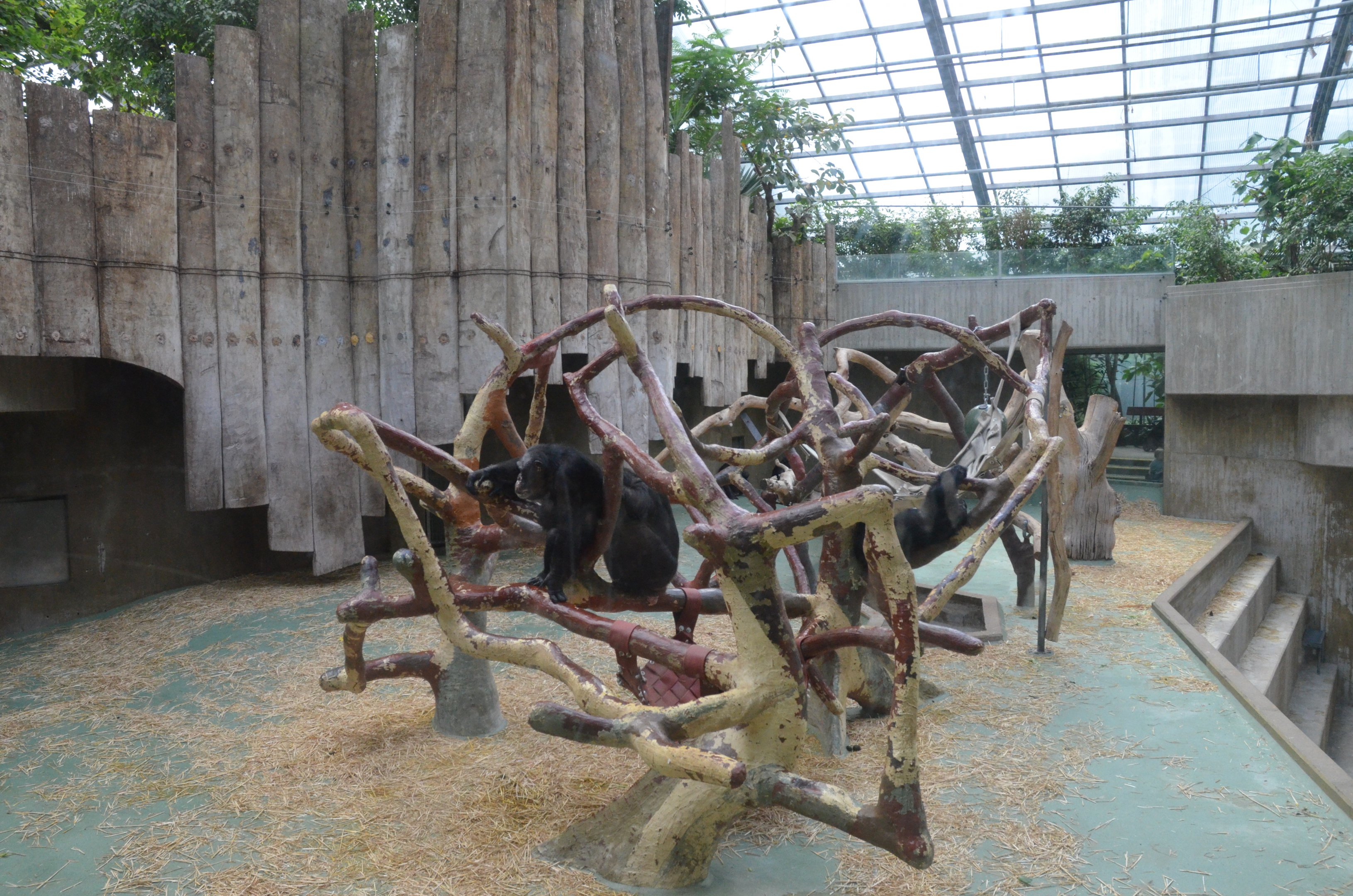 Chimpanzee Enclosure at Krefeld, 15/06/19