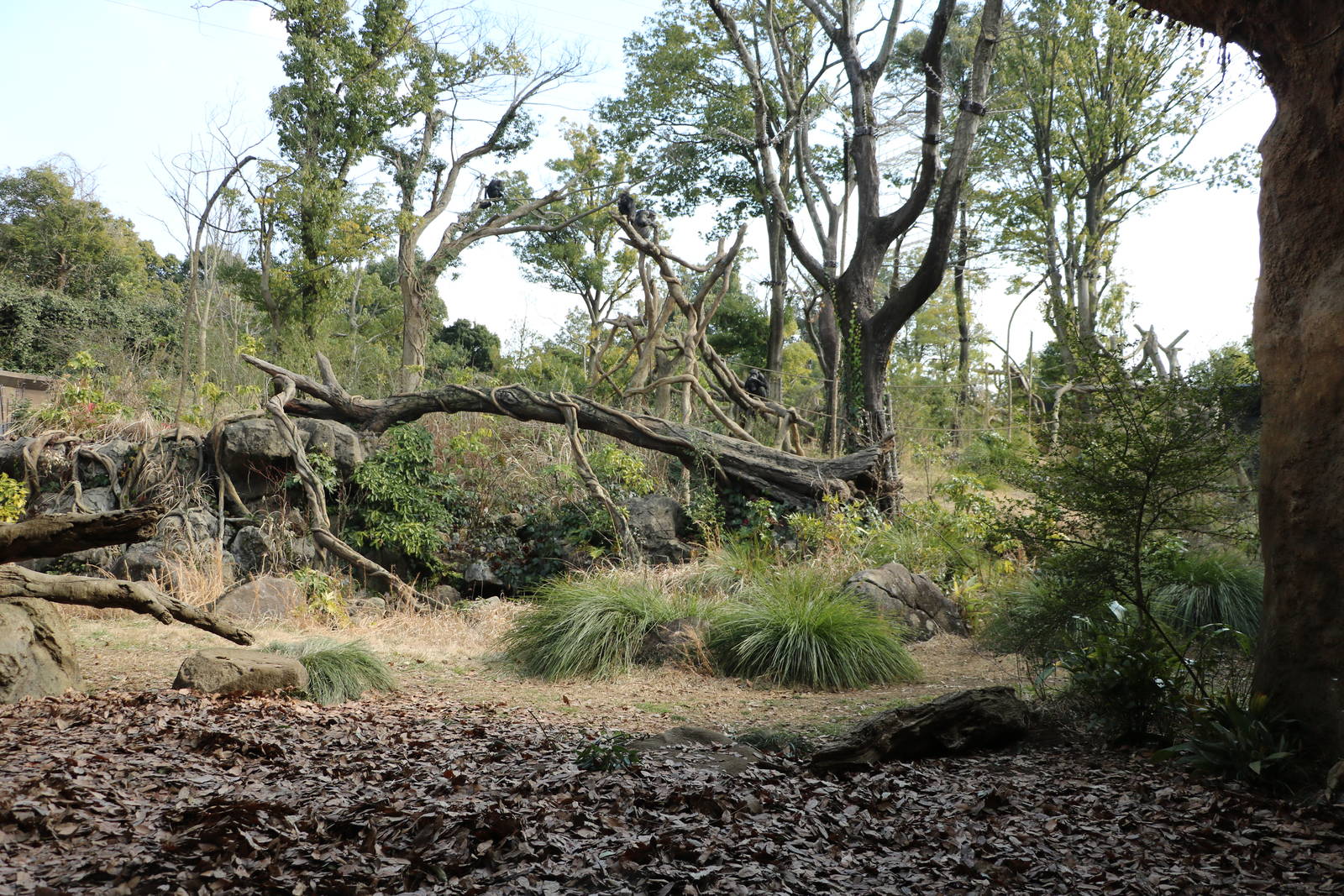 Chimpanzee enclosure, February 2016