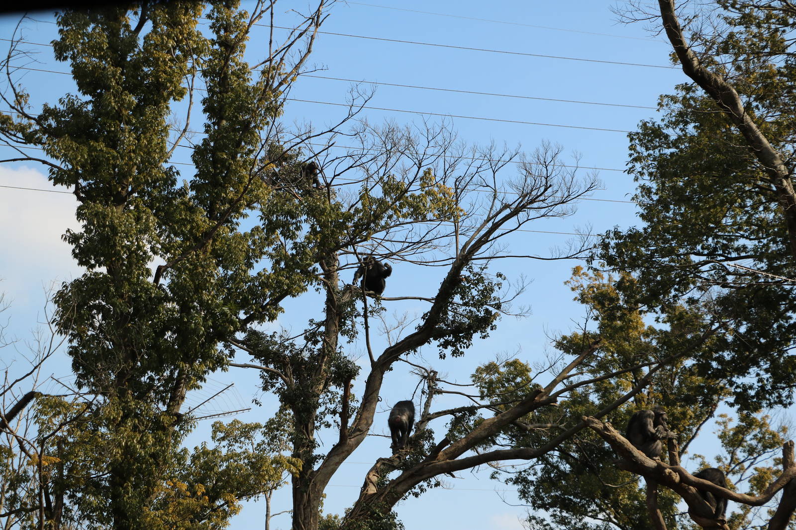 Chimpanzee enclosure, February 2016