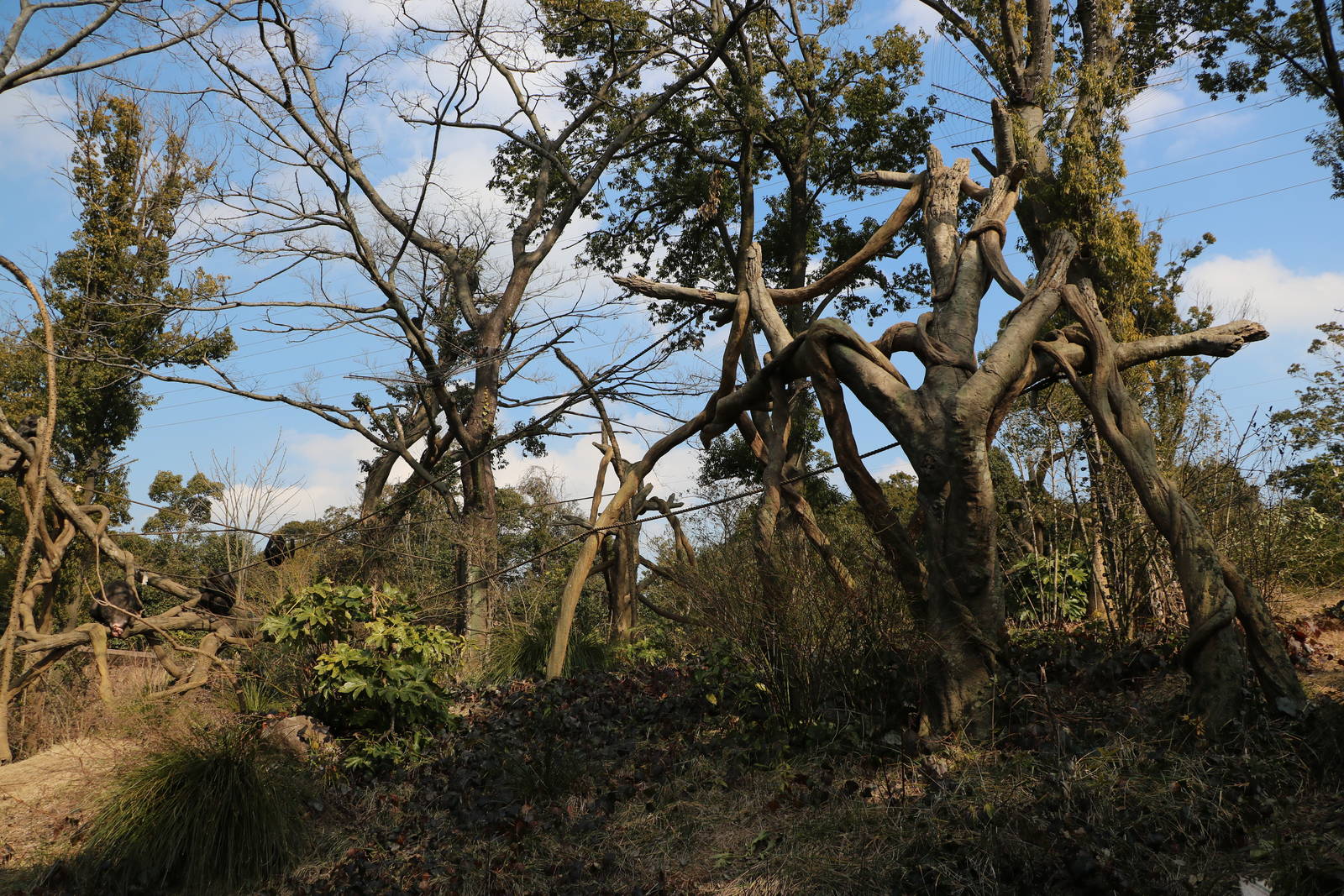 Chimpanzee enclosure, February 2016