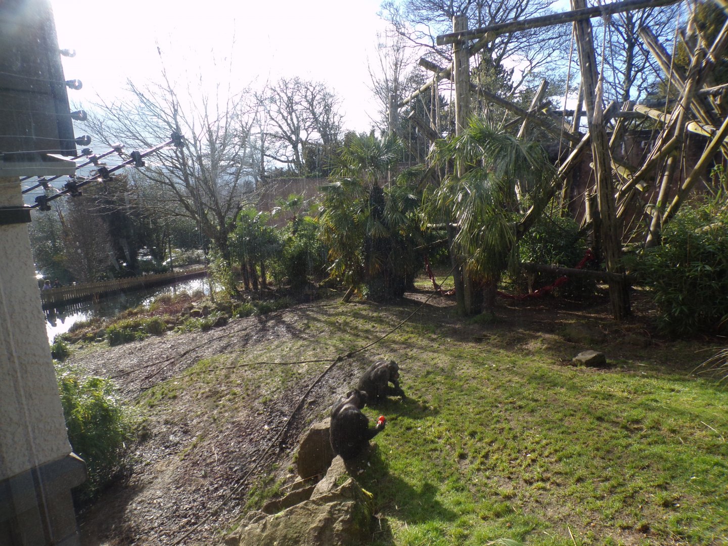 Chimpanzee enclosure from balcony 16.2.24