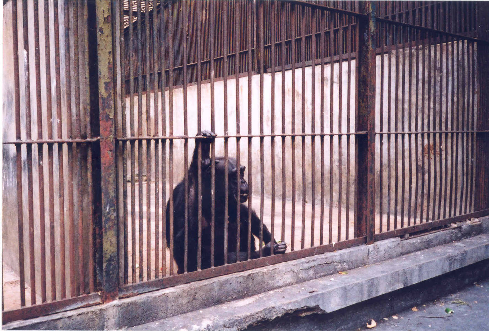Chimpanzee 'Enclosure' - Havana Zoo, Cuba 2004