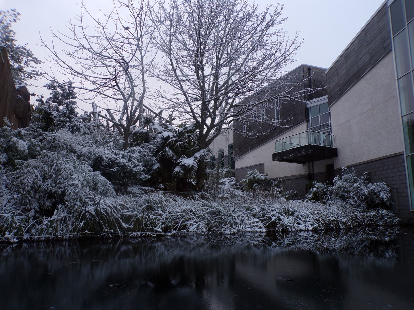 Chimpanzee enclosure in snow