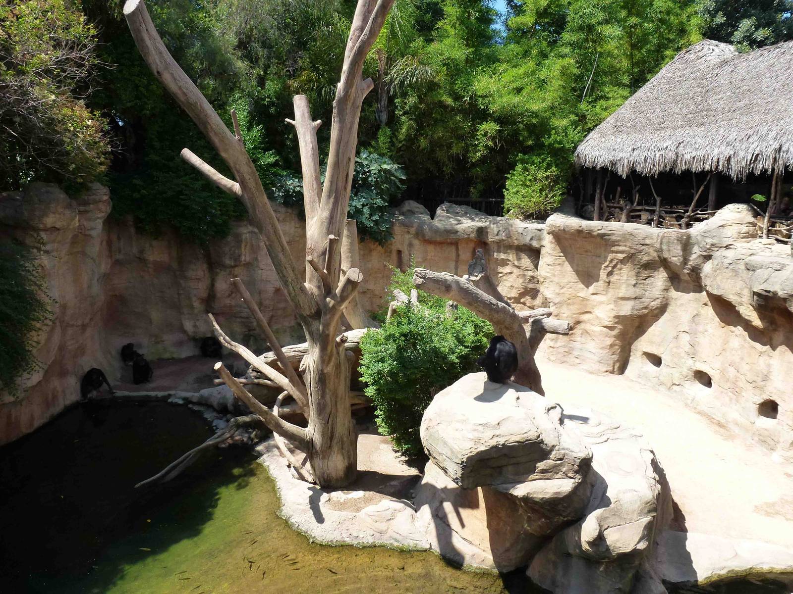 Chimpanzee enclosure, July 2013.