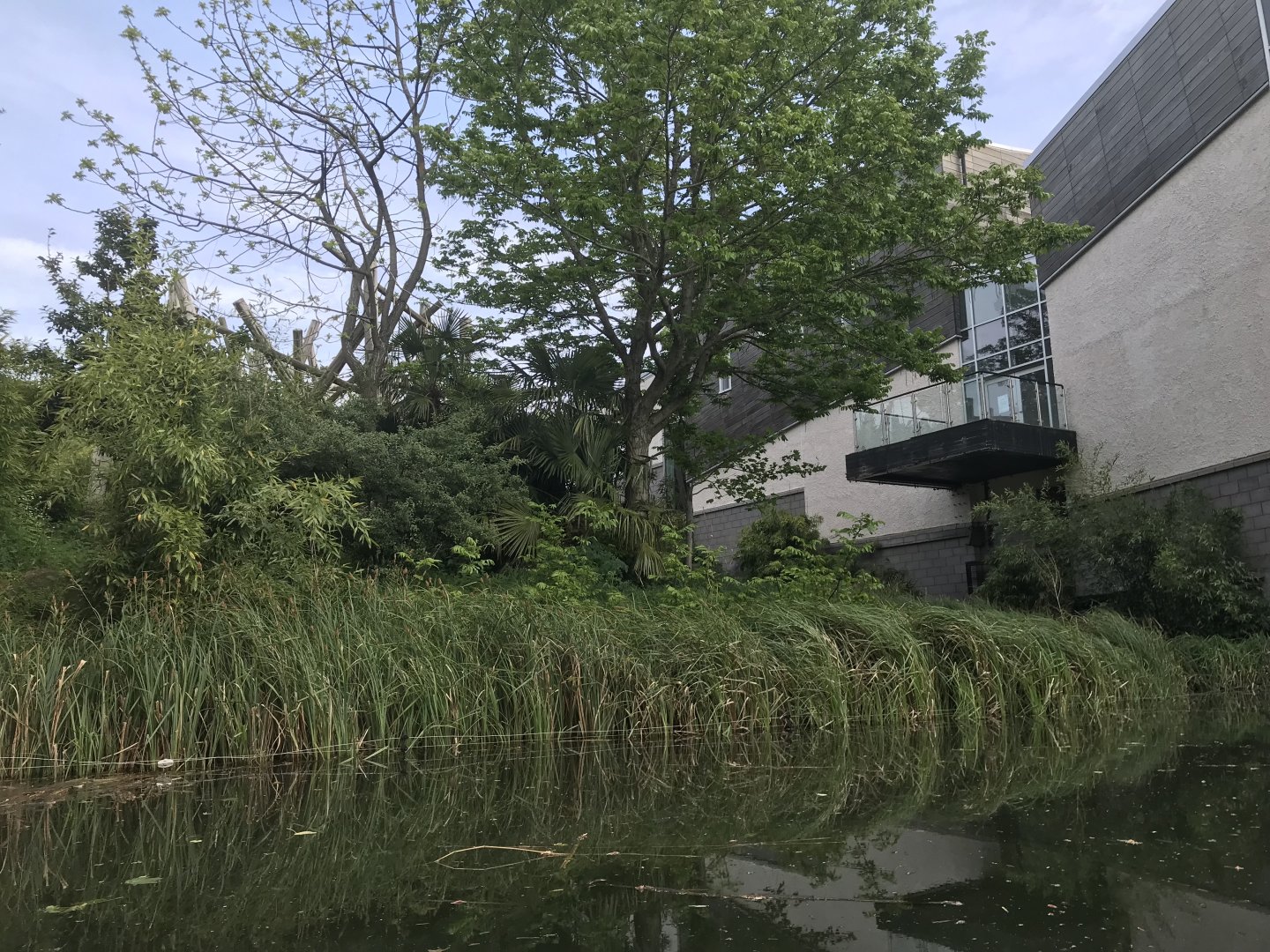 Chimpanzee enclosure lower area