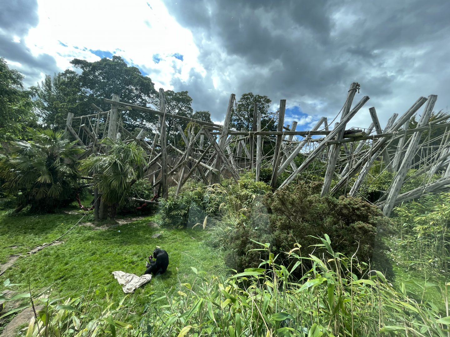 Chimpanzee enclosure wide zoom 19.7.23